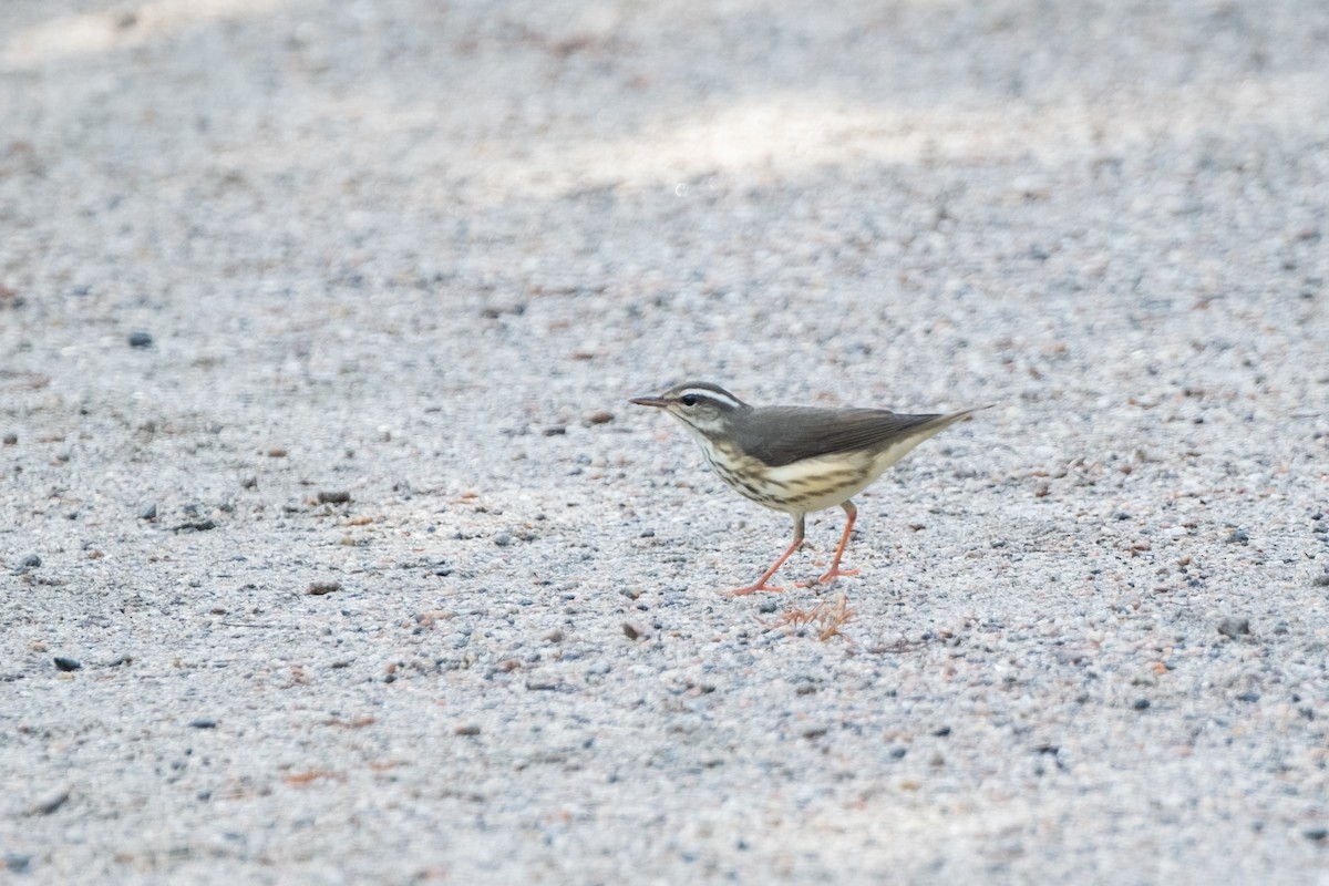 Louisiana Waterthrush - ML641920659