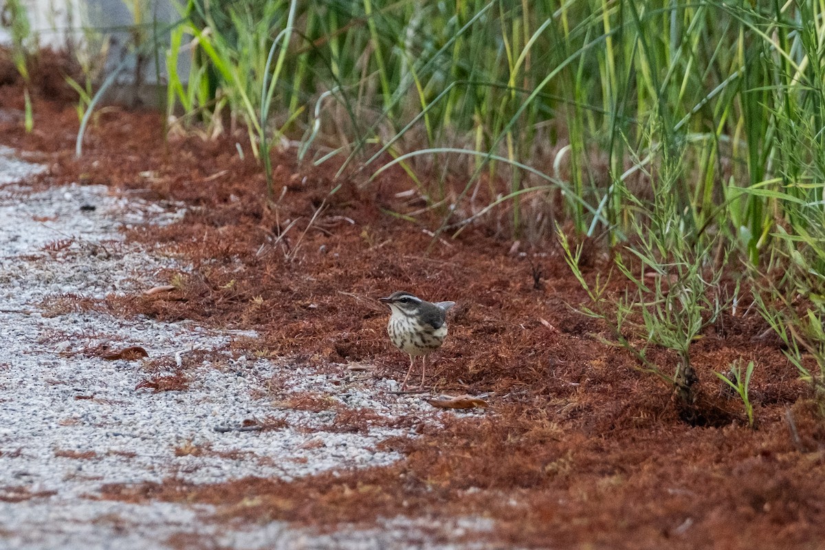 Louisiana Waterthrush - ML641920663
