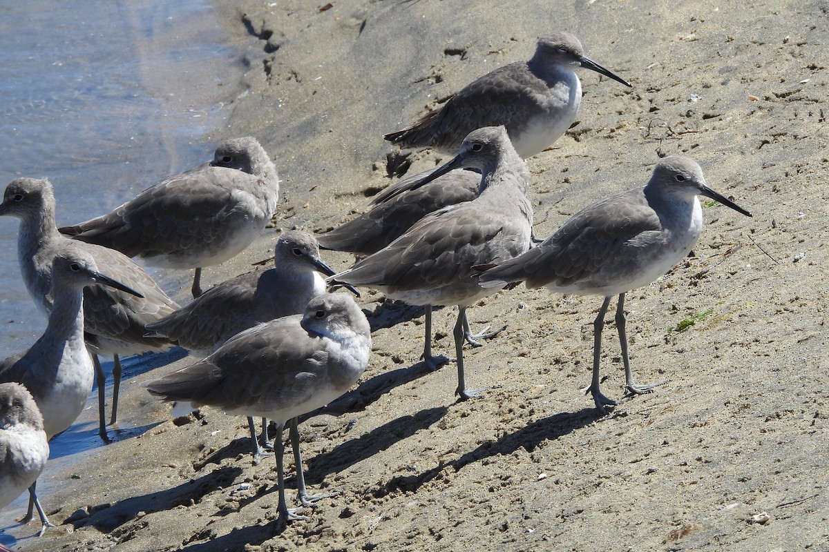 Willet - ML641920665