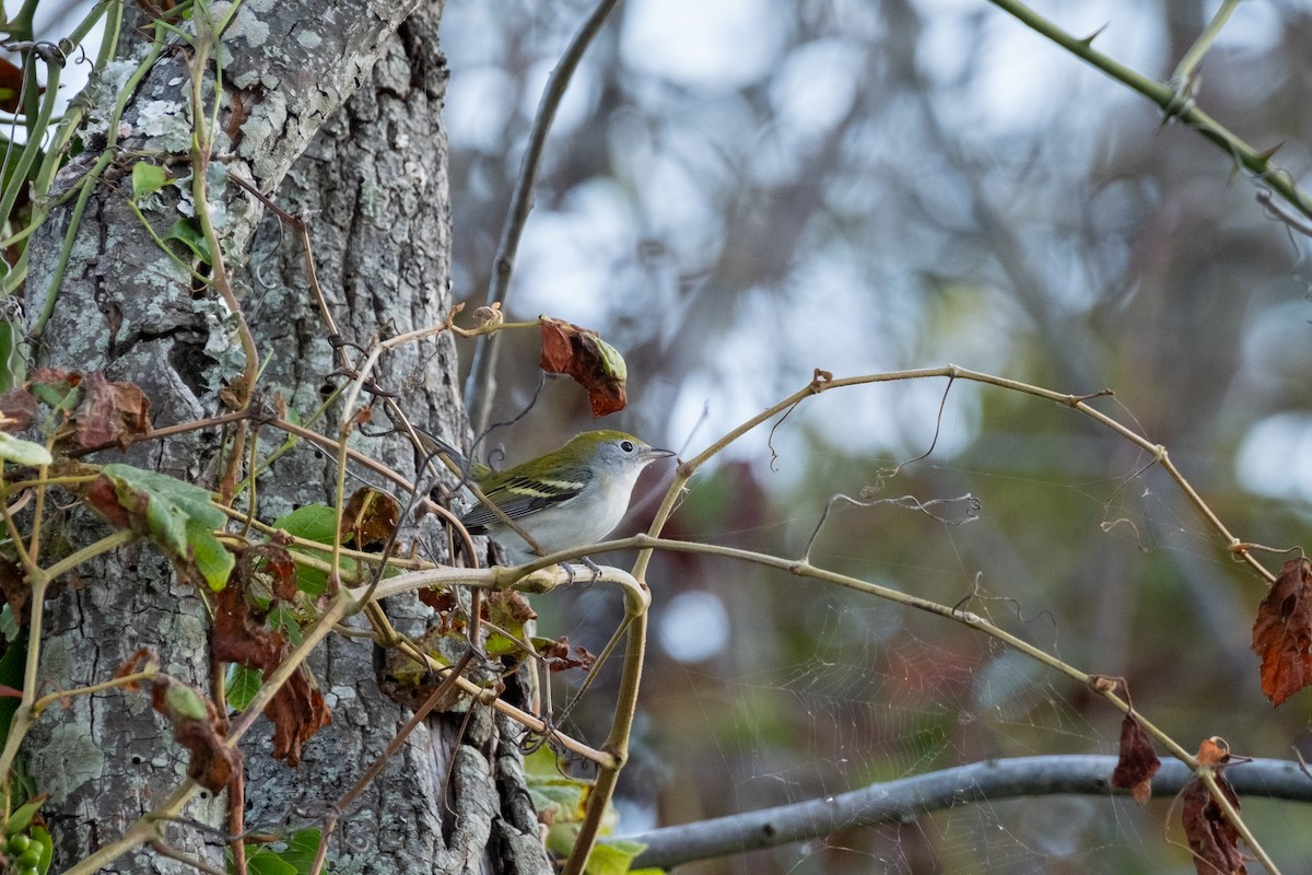 Chestnut-sided Warbler - ML641920666