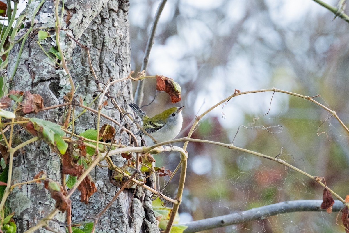Chestnut-sided Warbler - ML641920672