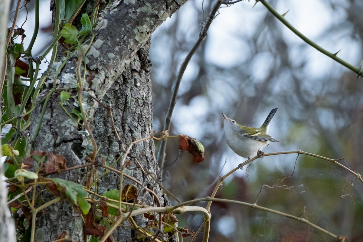 Chestnut-sided Warbler - ML641920673