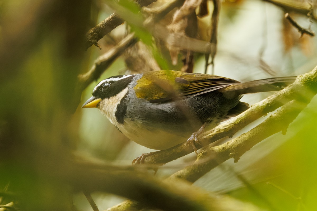 Half-collared Sparrow - ML641920674