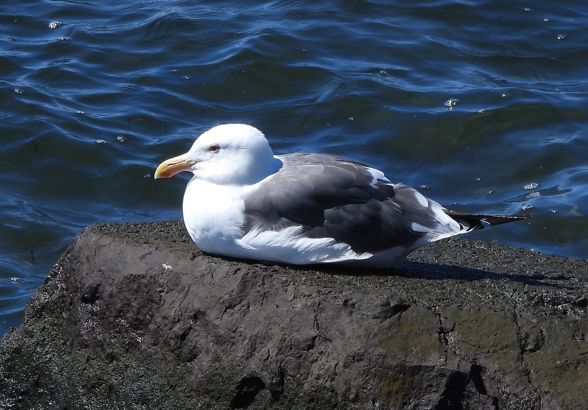 Goéland d'Audubon - ML641920675