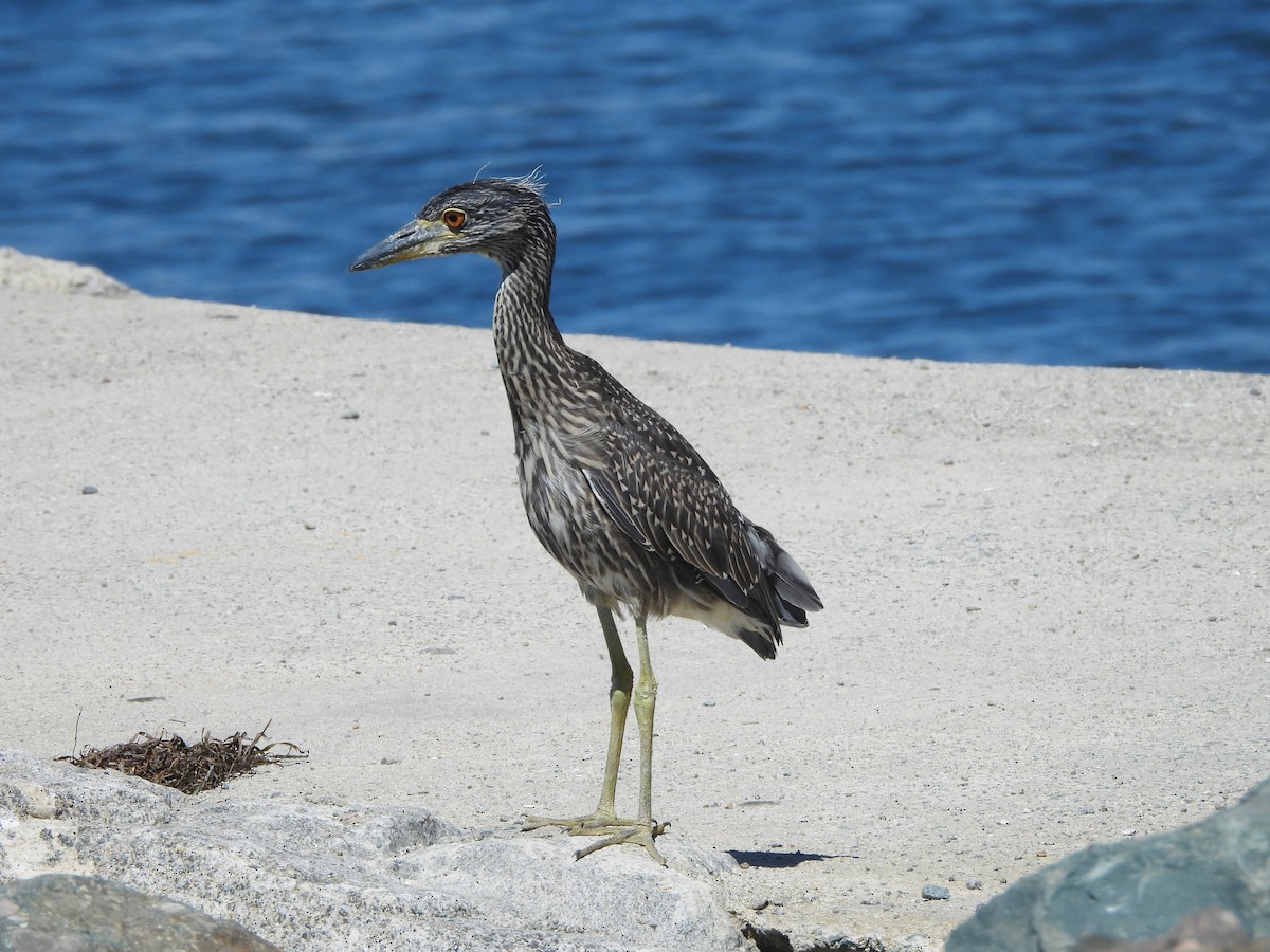 Yellow-crowned Night Heron - ML641920679