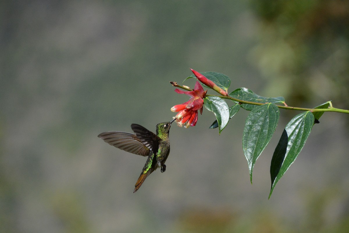 Tyrian Metaltail - ML641920681