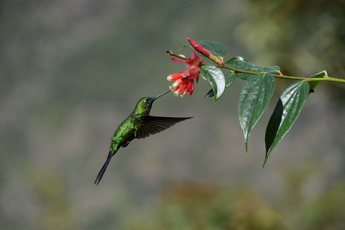 Sapphire-vented Puffleg - ML641920692