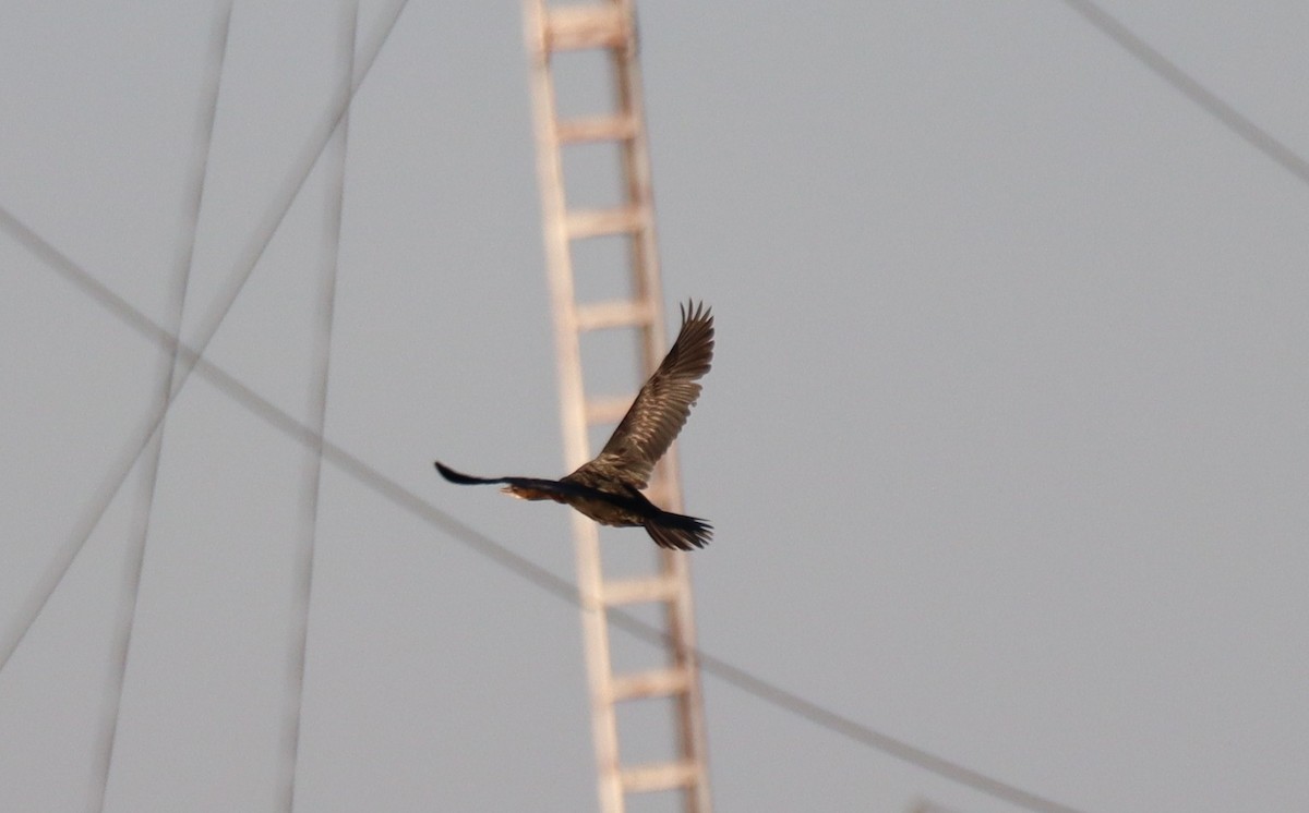 Cormoran pygmée - ML641920701