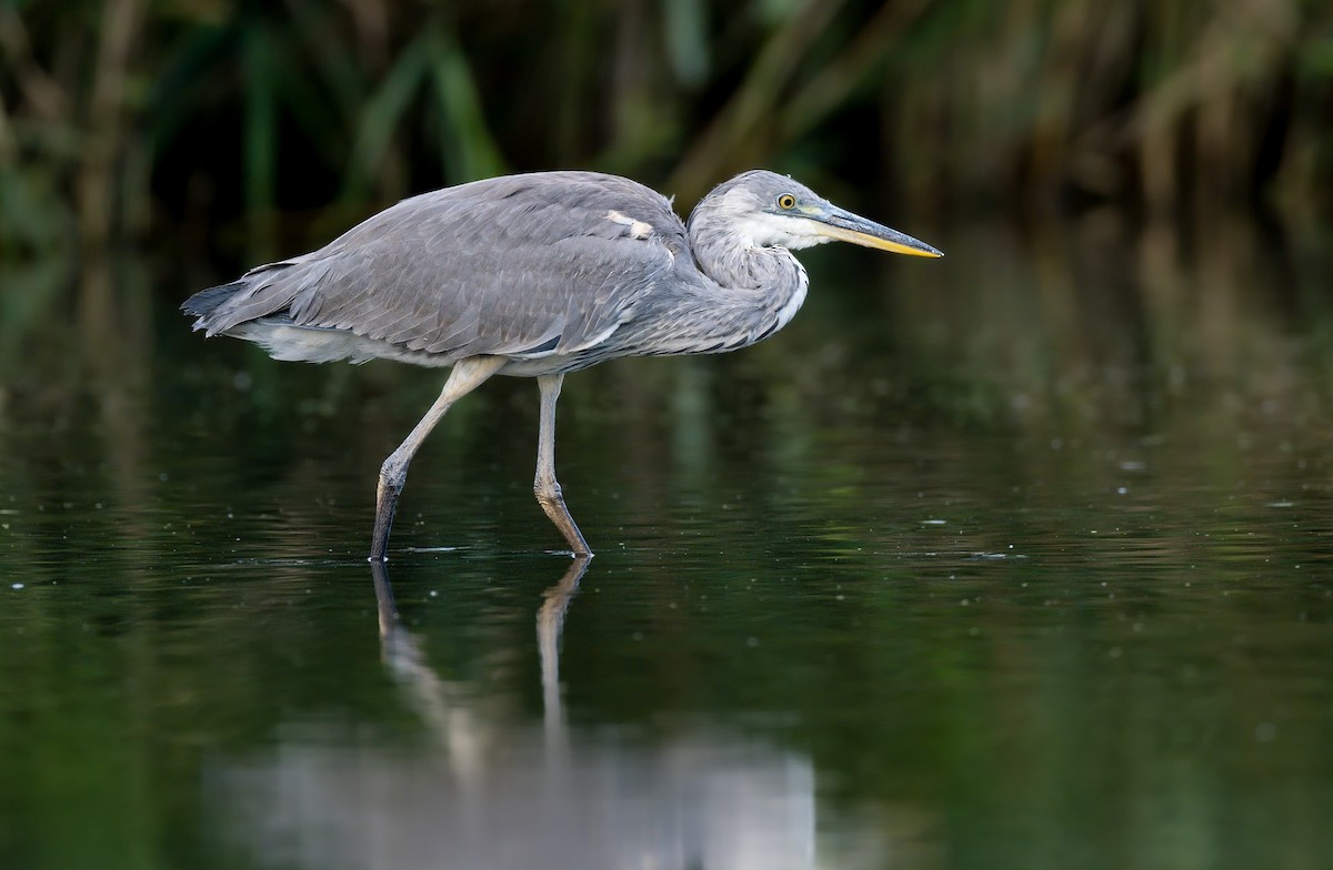 Gray Heron - ML641920730