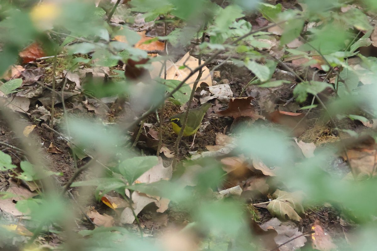 Kentucky Warbler - ML641920741