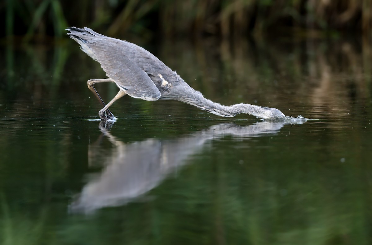 Gray Heron - ML641920744