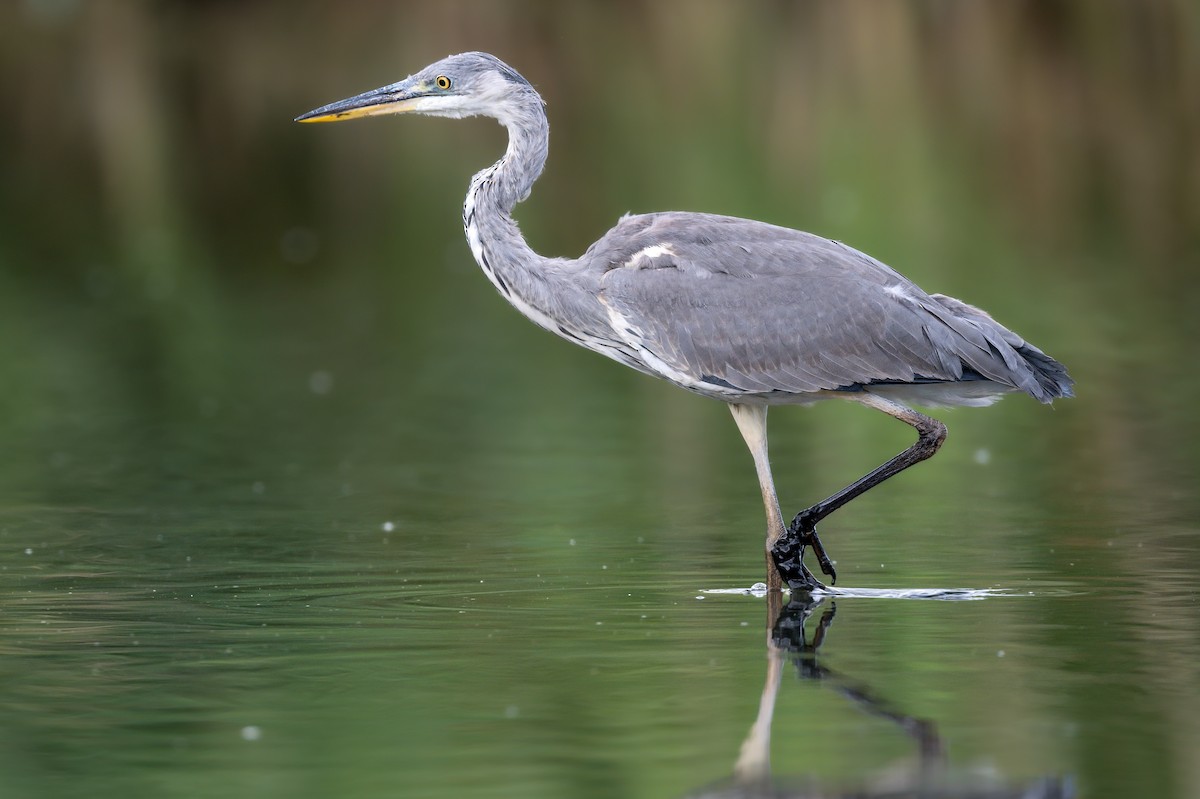 Gray Heron - ML641920753