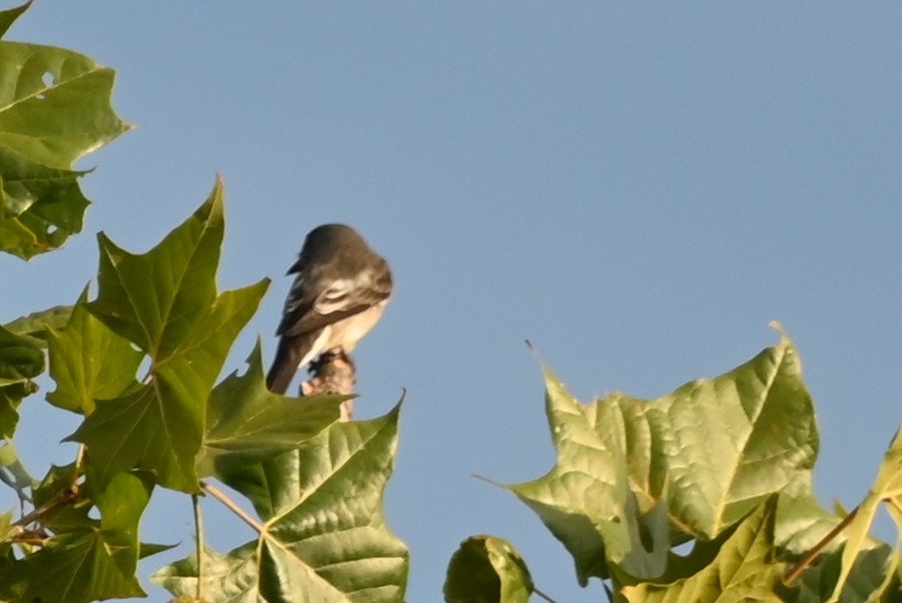 Olive-sided Flycatcher - ML641920776