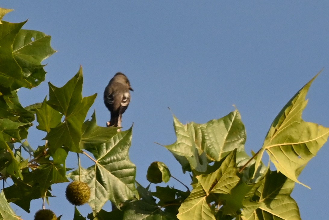 Olive-sided Flycatcher - ML641920778