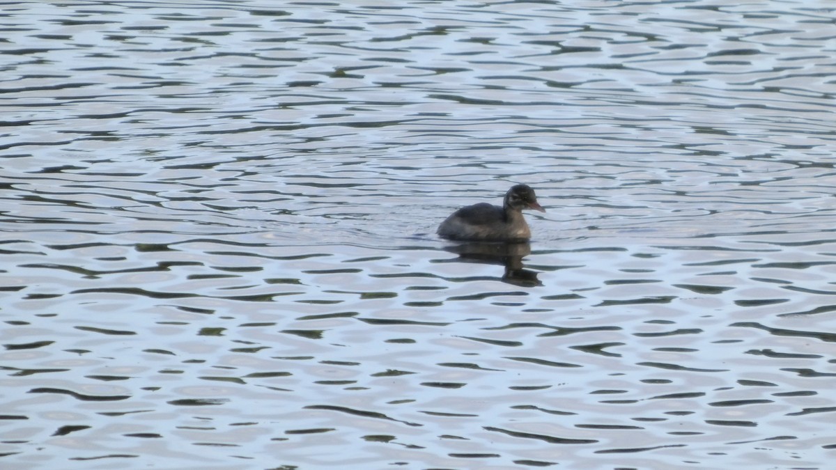 Little Grebe - ML641920788