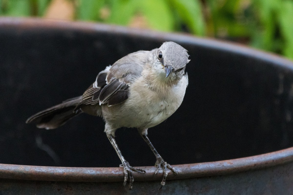 Northern Mockingbird - ML641920789