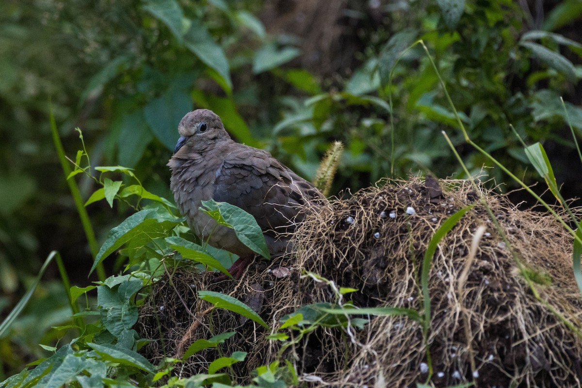 Mourning Dove - ML641920797