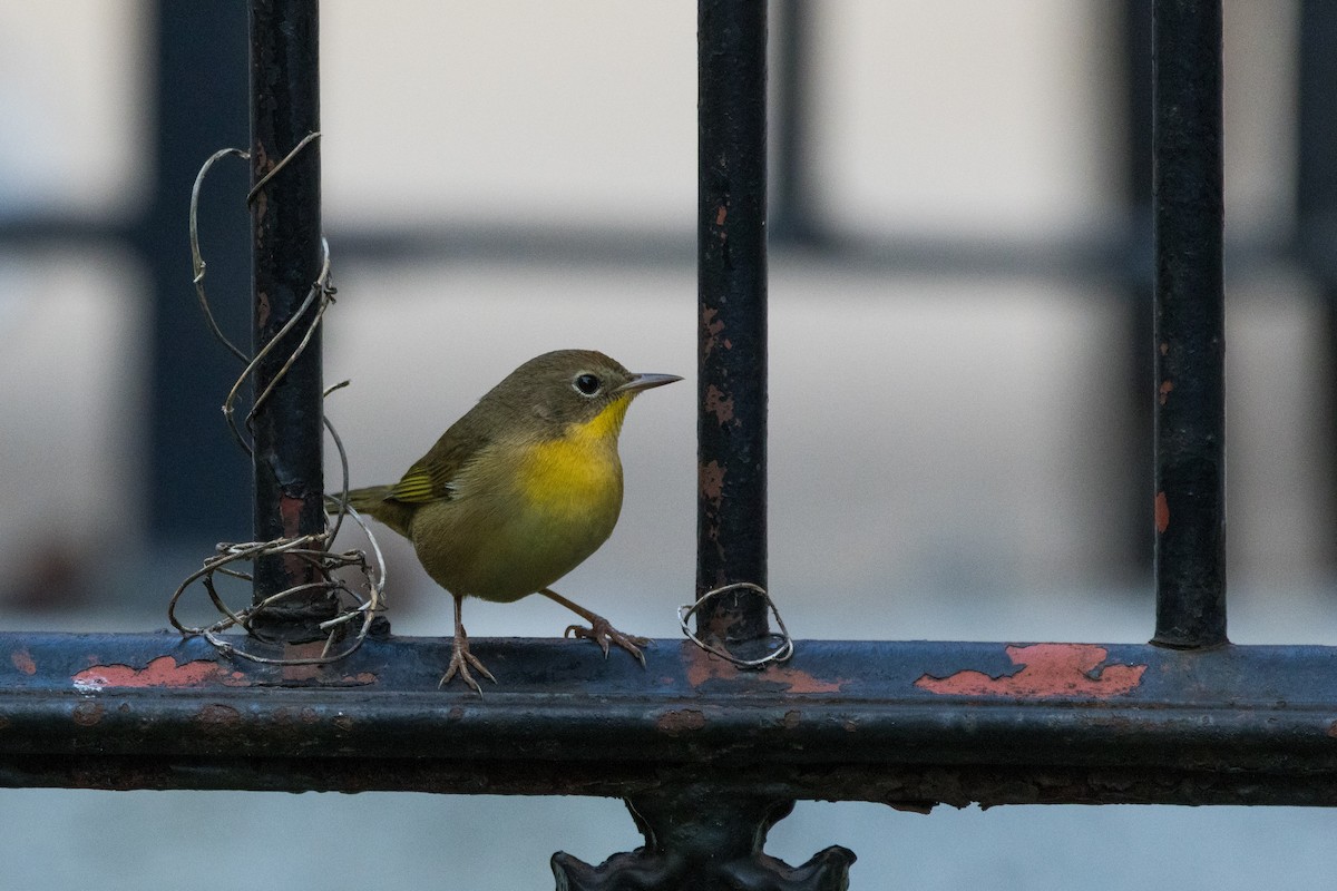 Common Yellowthroat - ML641920805