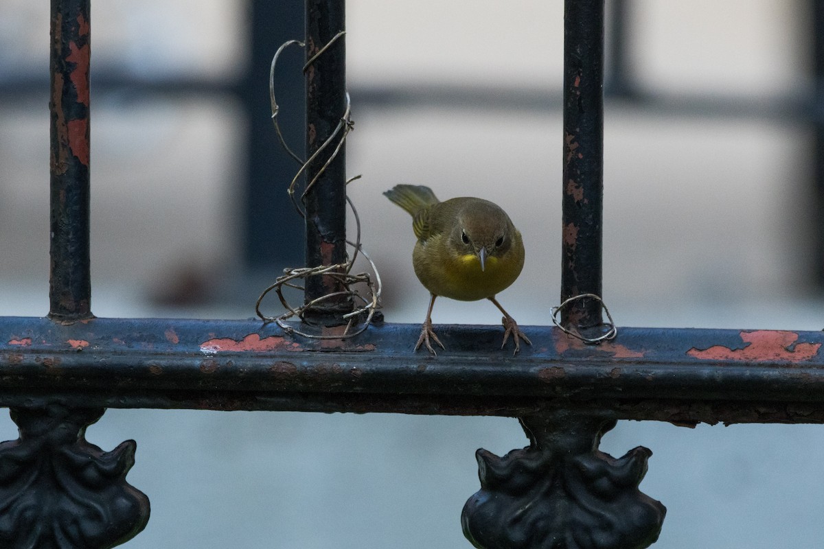 Common Yellowthroat - ML641920806