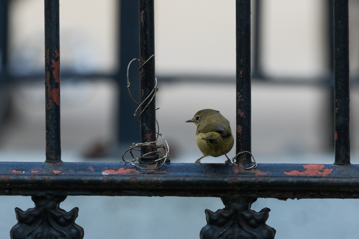 Common Yellowthroat - ML641920807