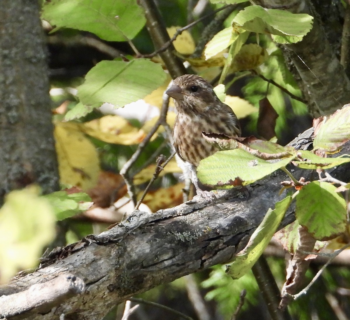 Purple Finch - ML641920814
