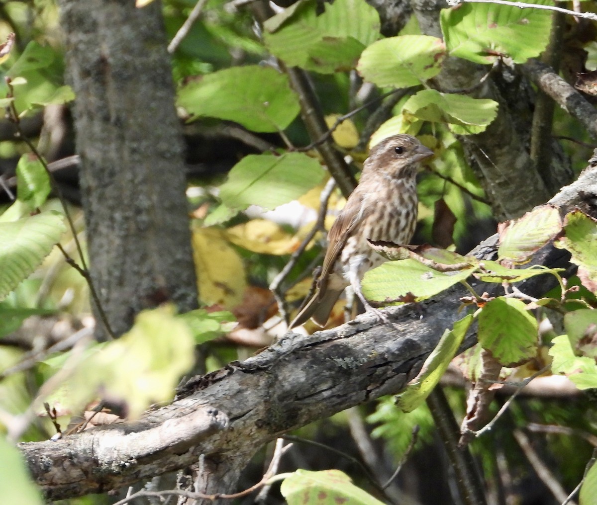Purple Finch - ML641920815