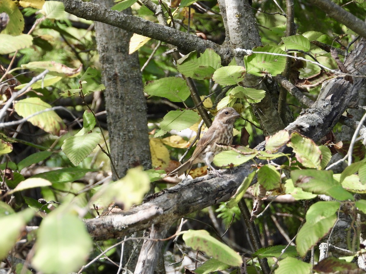 Purple Finch - ML641920816