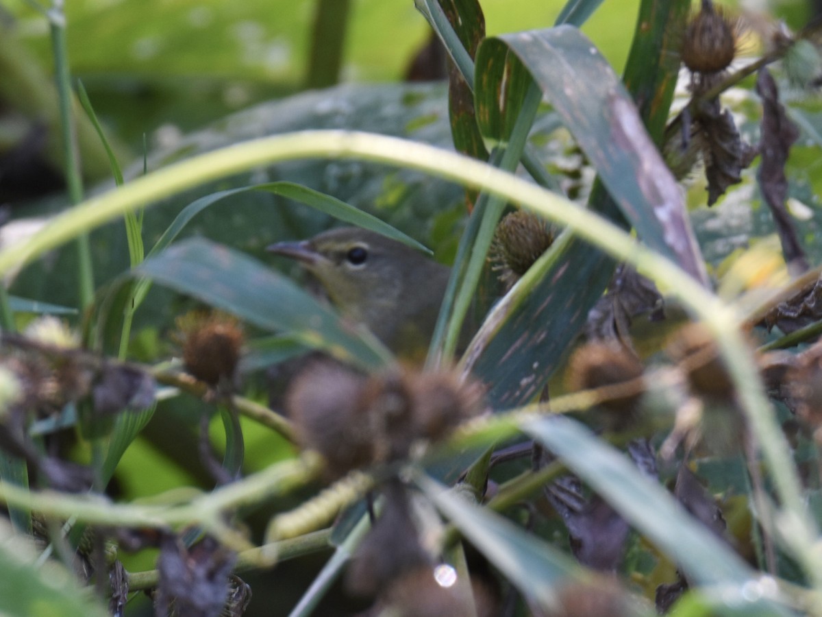 Mourning Warbler - ML641920822