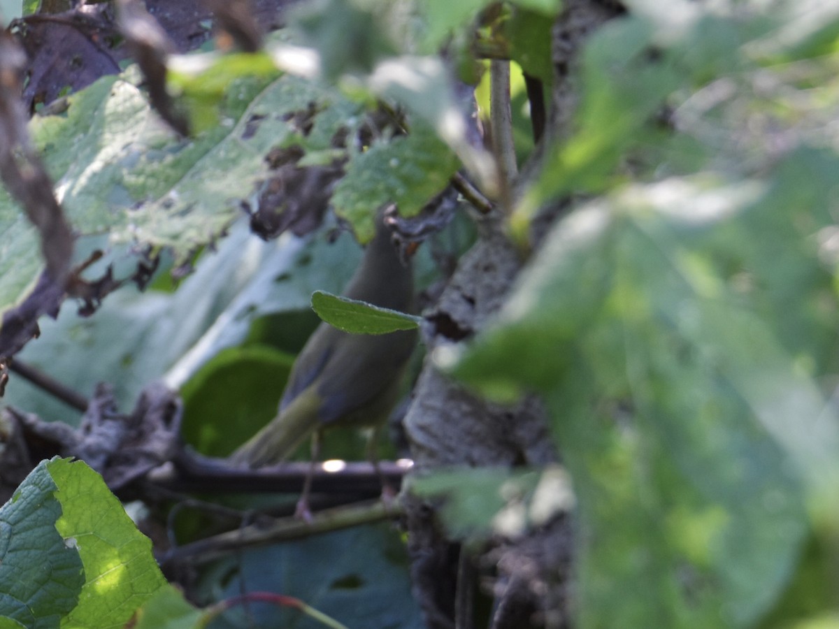 Mourning Warbler - ML641920823