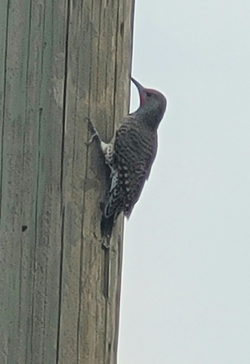 Northern Flicker - ML641920833