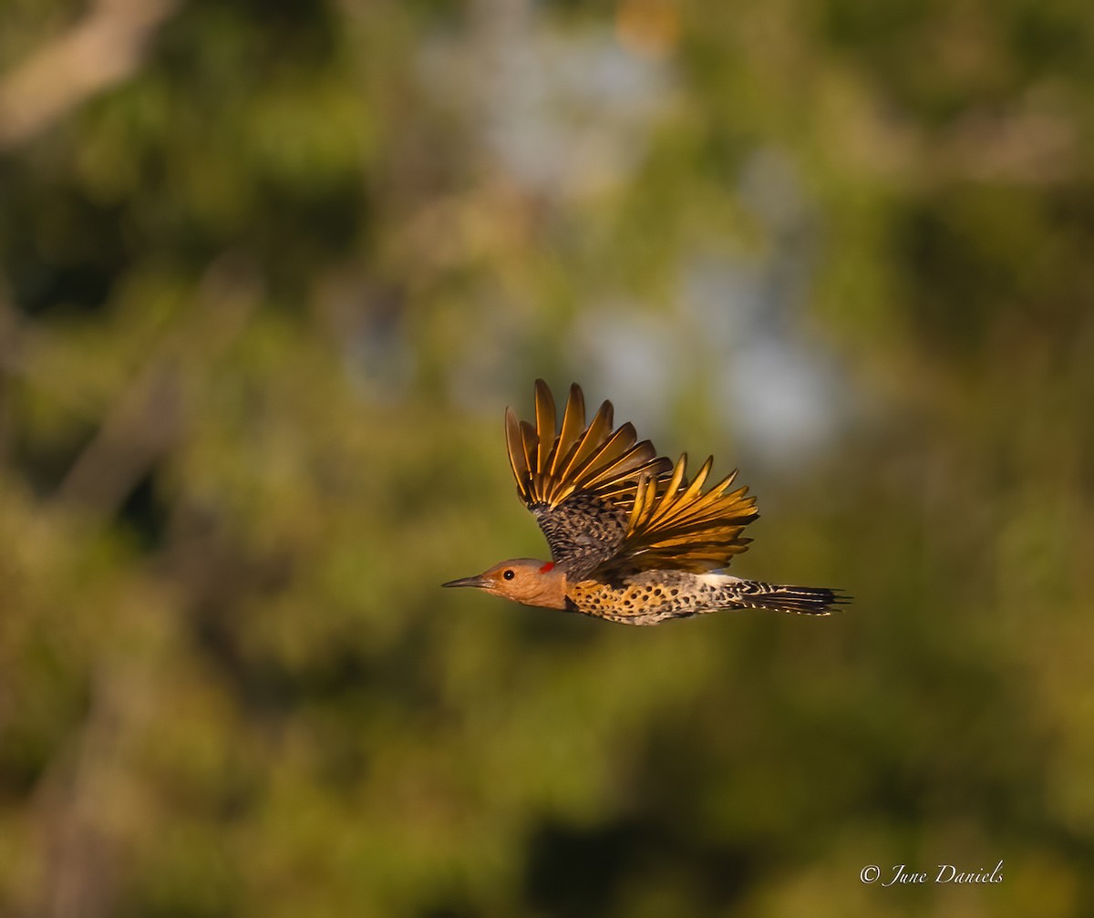 Northern Flicker - ML641920836
