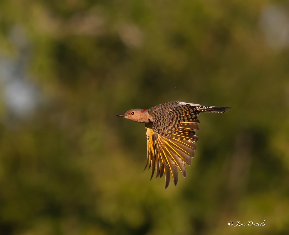 Northern Flicker - ML641920837