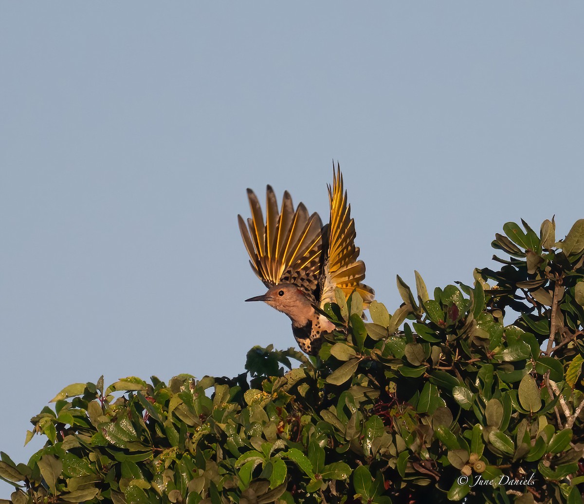 Northern Flicker - ML641920838