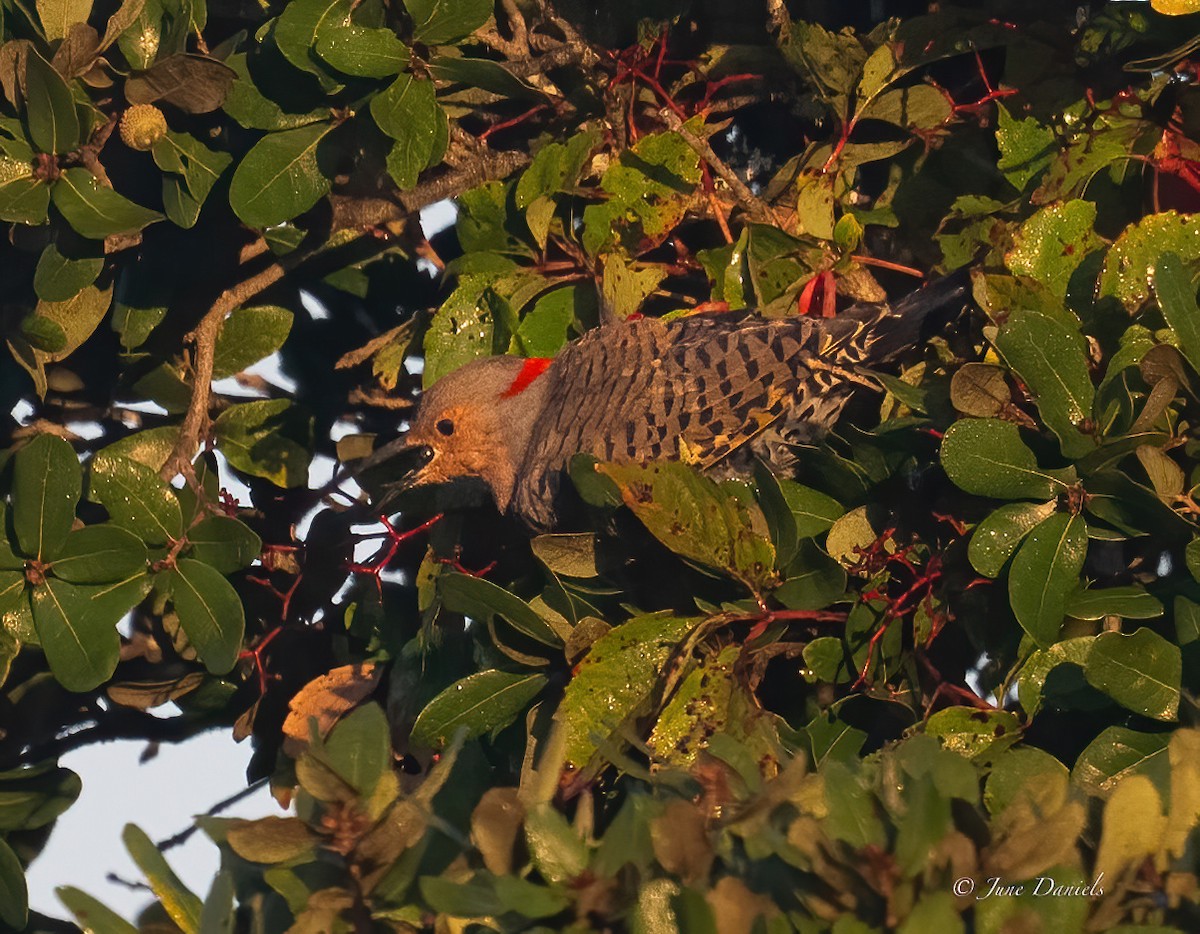 Northern Flicker - ML641920839