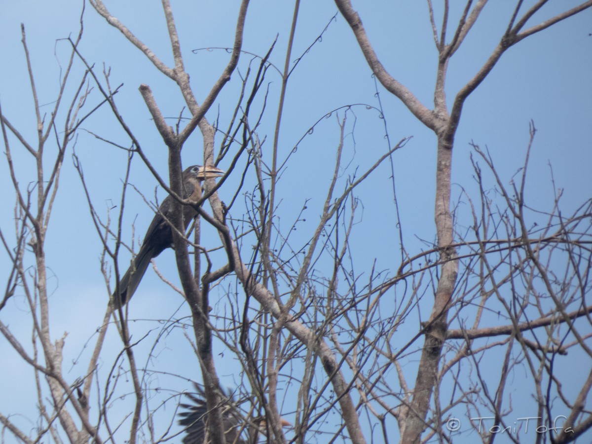 Калао білощокий - ML641920853