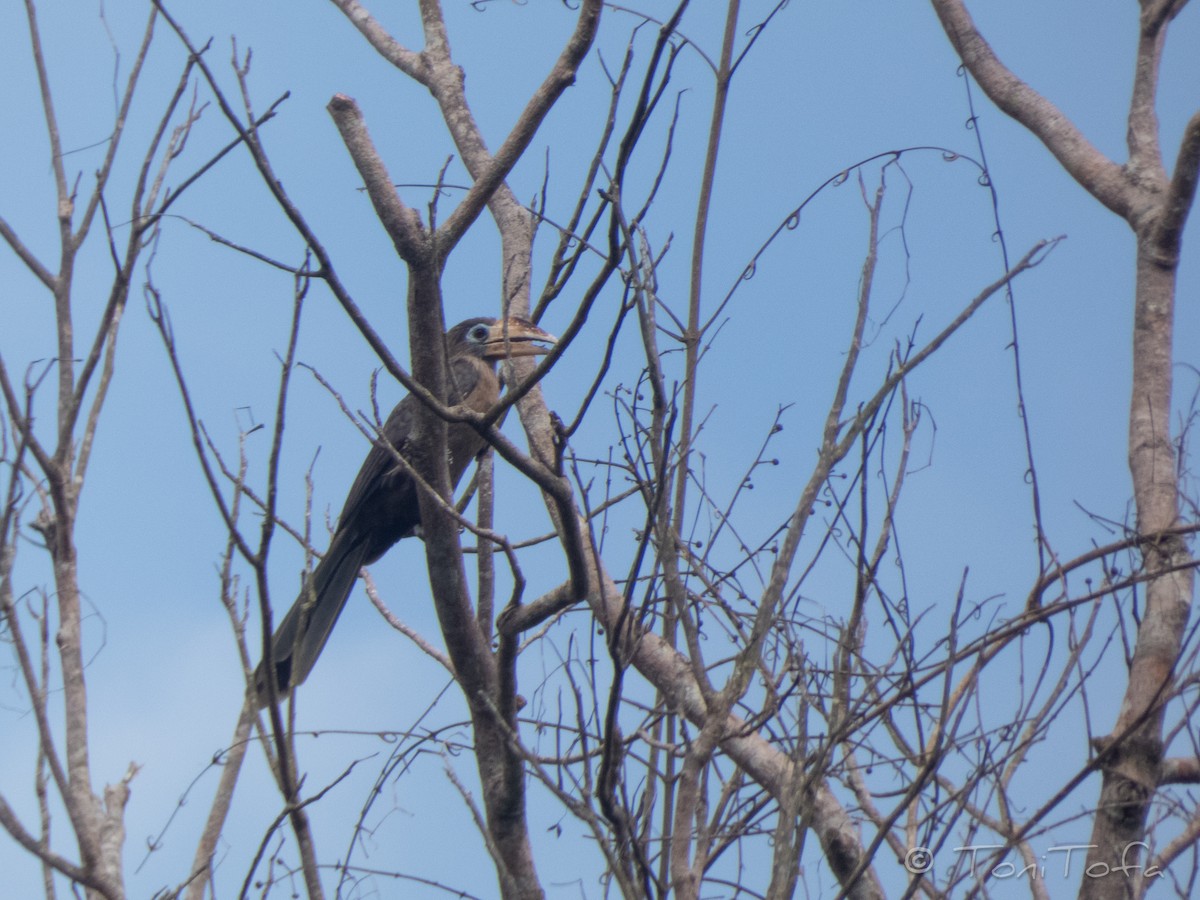 Калао білощокий - ML641920854