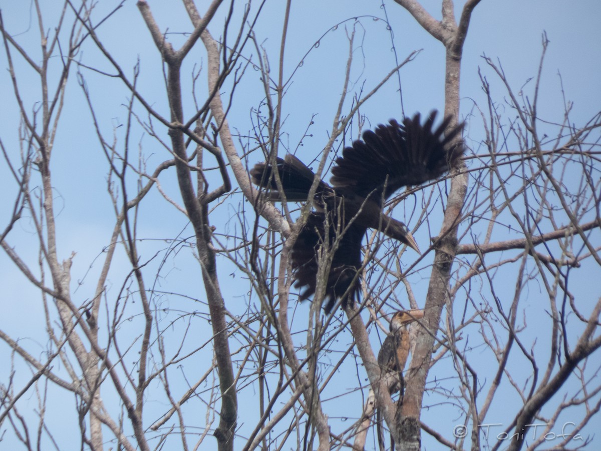 Калао білощокий - ML641920855