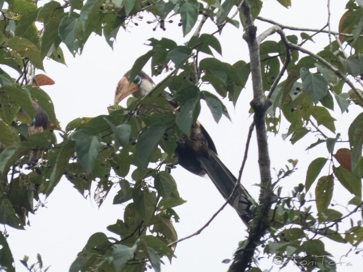 Калао білощокий - ML641920856