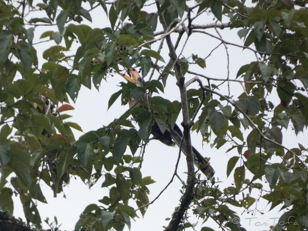 Калао білощокий - ML641920857