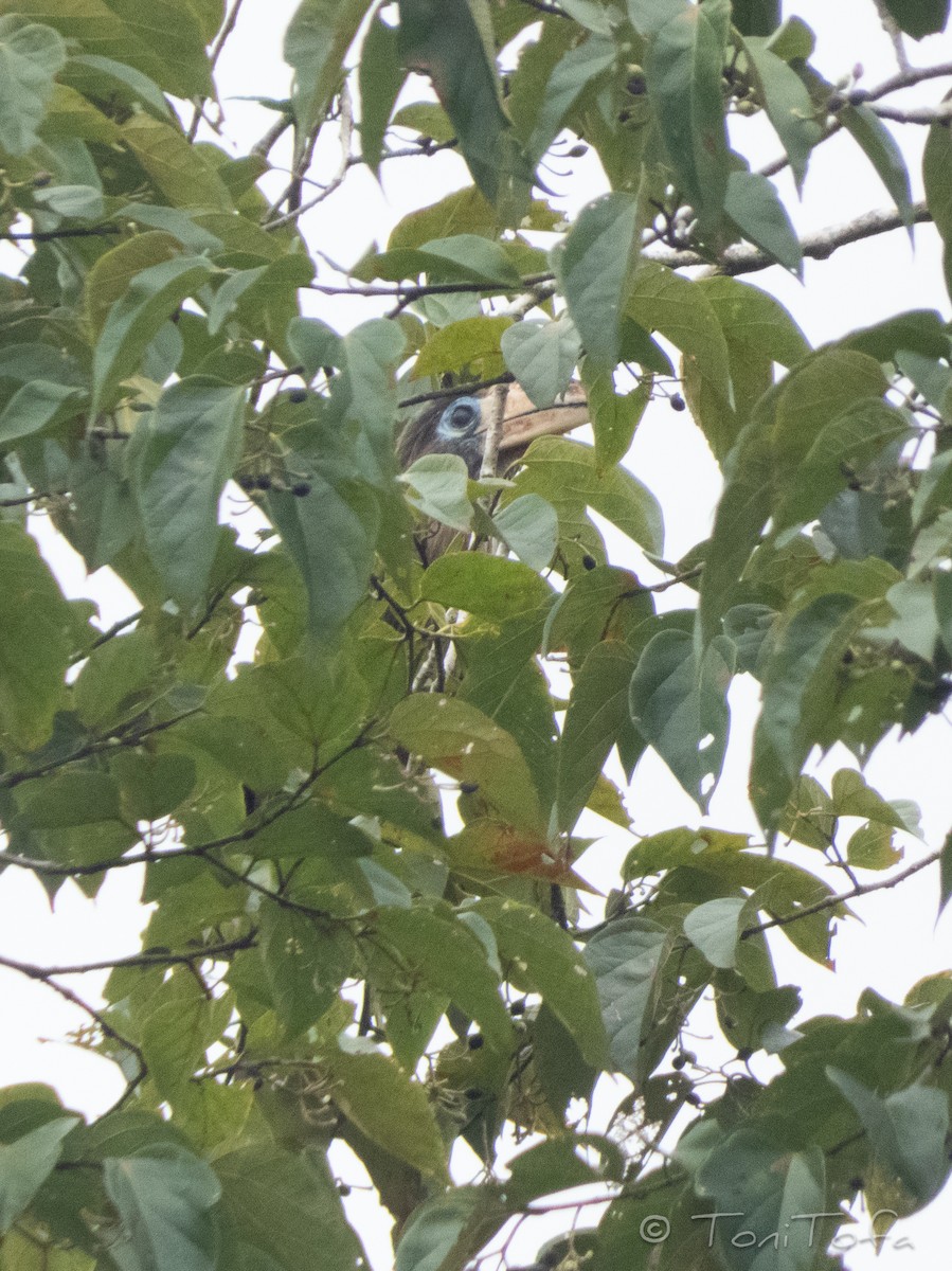 Калао білощокий - ML641920858