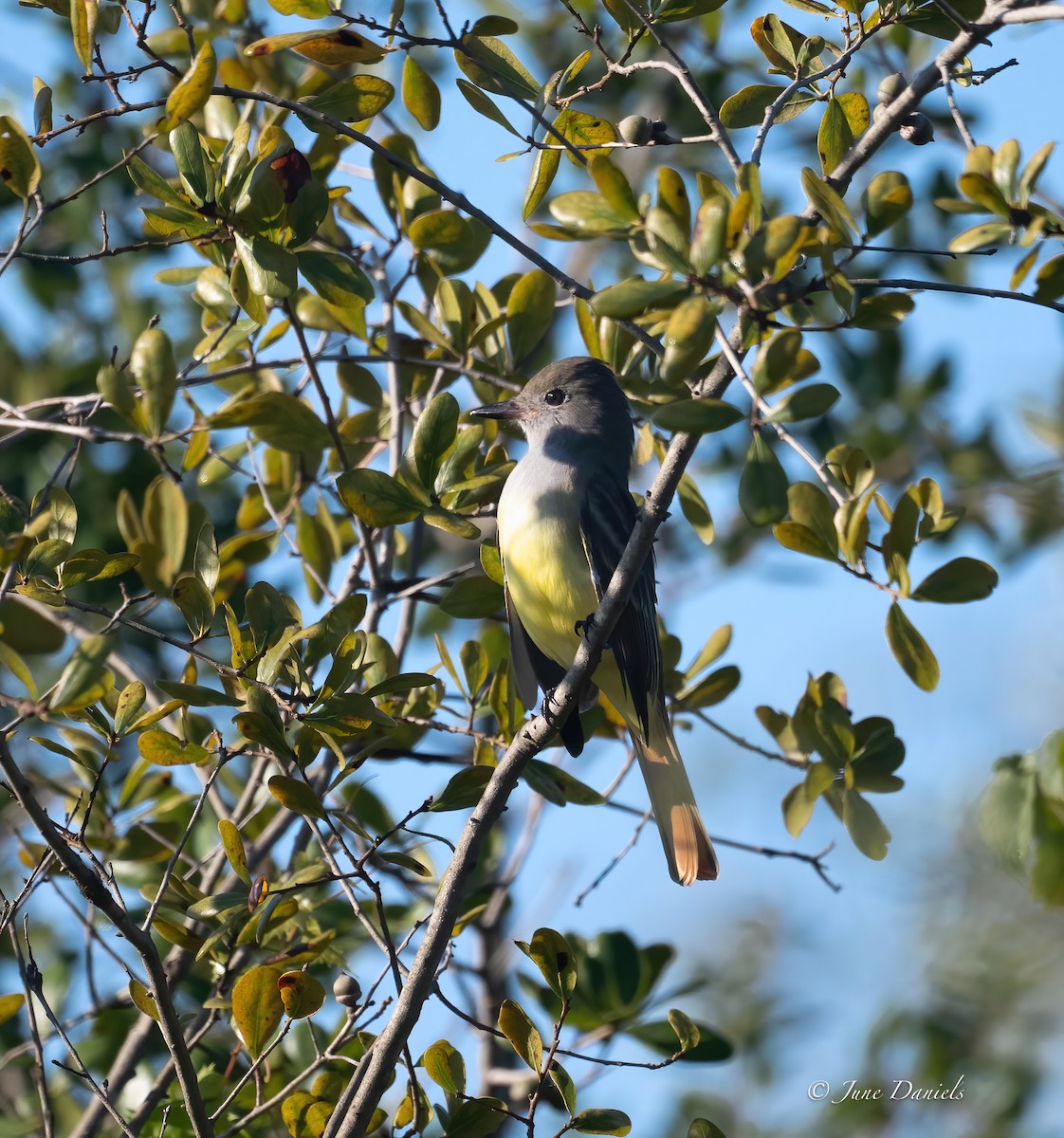 Great Crested Flycatcher - ML641920859