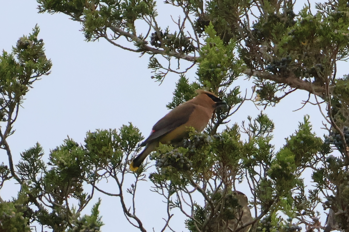 Cedar Waxwing - ML641920867
