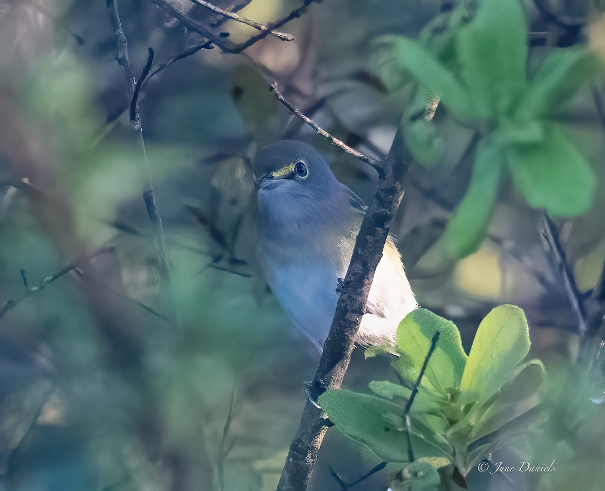 White-eyed Vireo - ML641920869