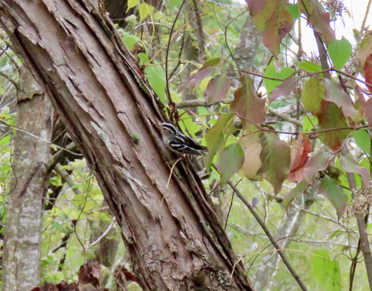 Black-and-white Warbler - ML641920877