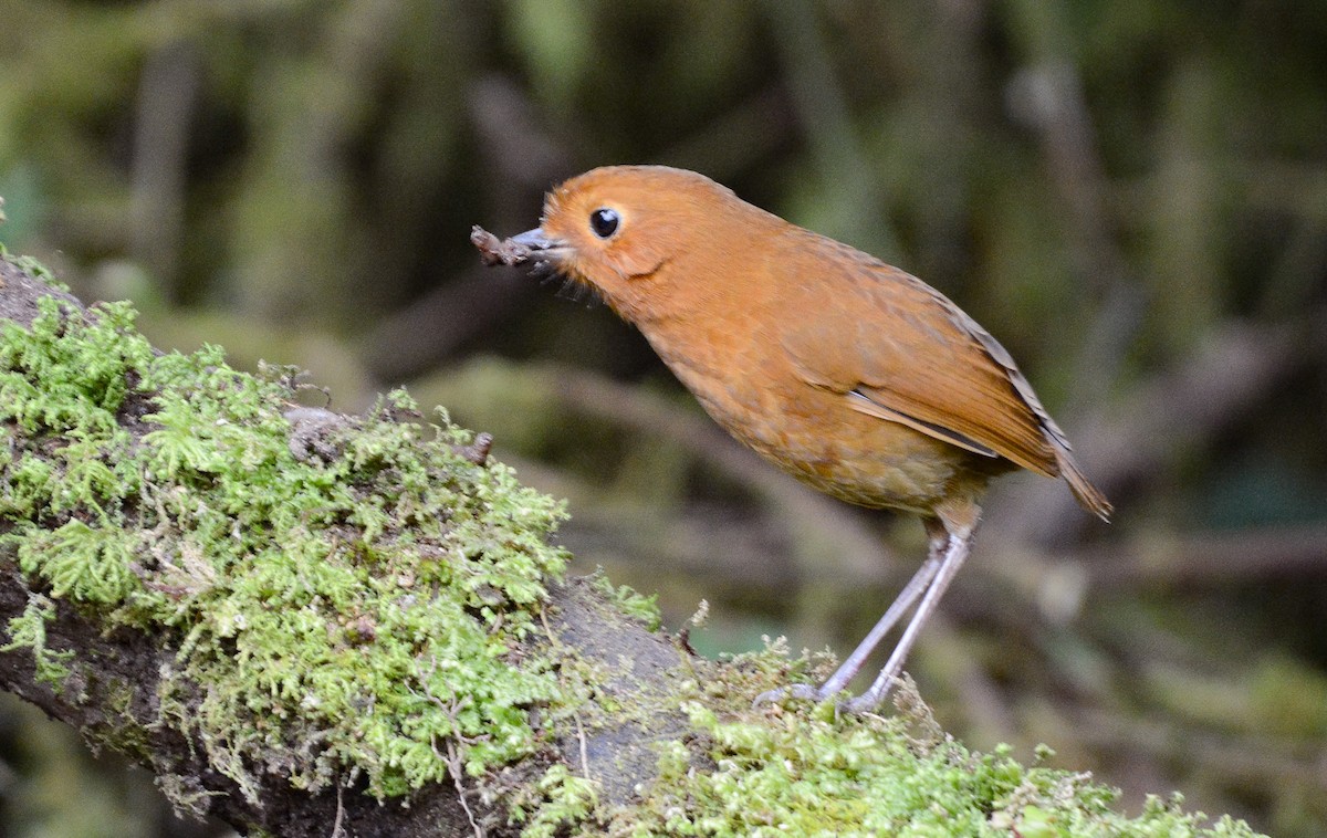 Equatorial Antpitta - ML641920886