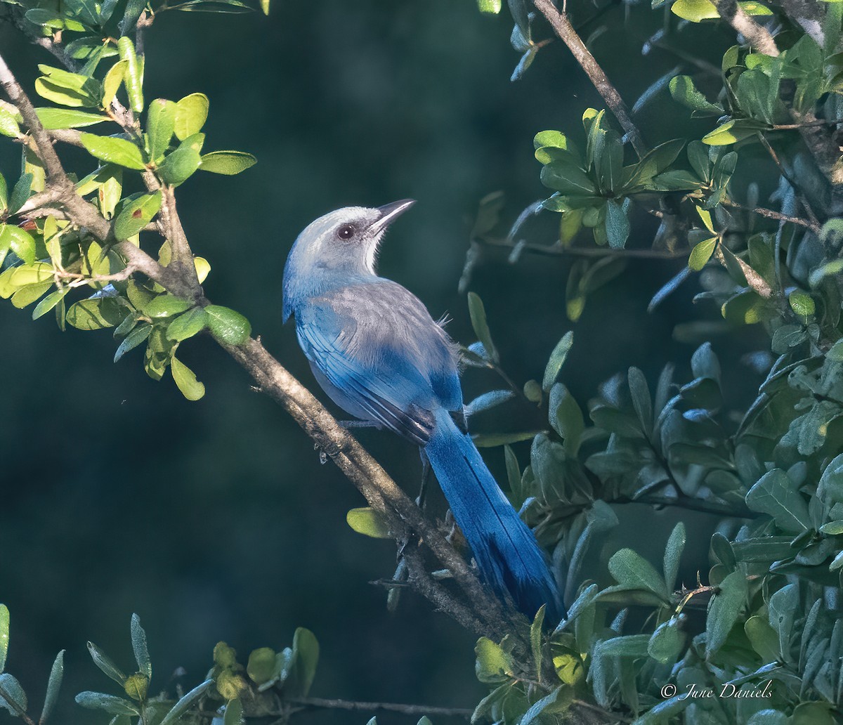 Florida Scrub-Jay - ML641920898
