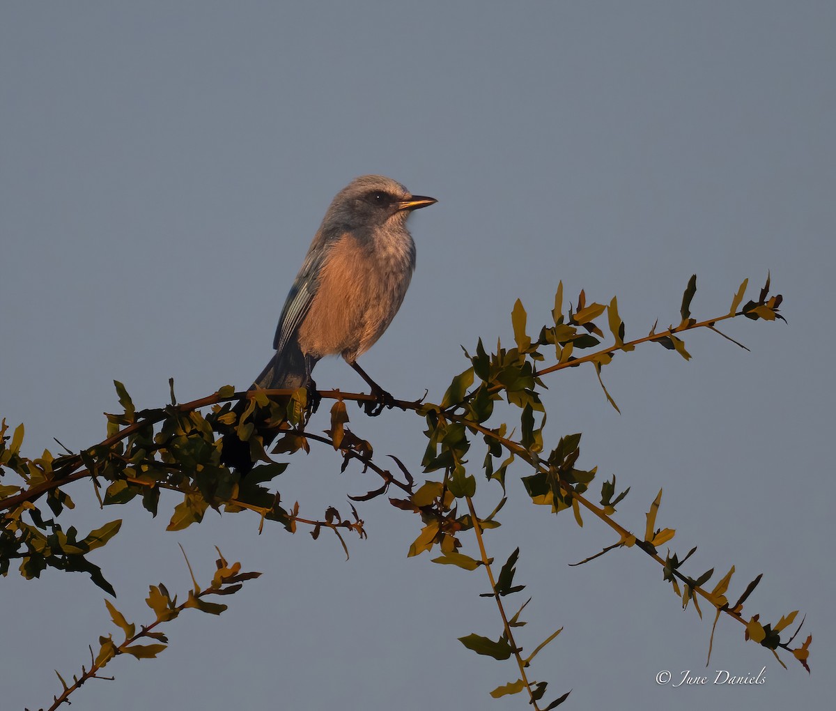 Florida Scrub-Jay - ML641920900