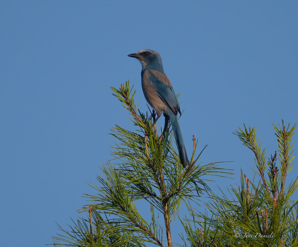 Florida Scrub-Jay - ML641920901
