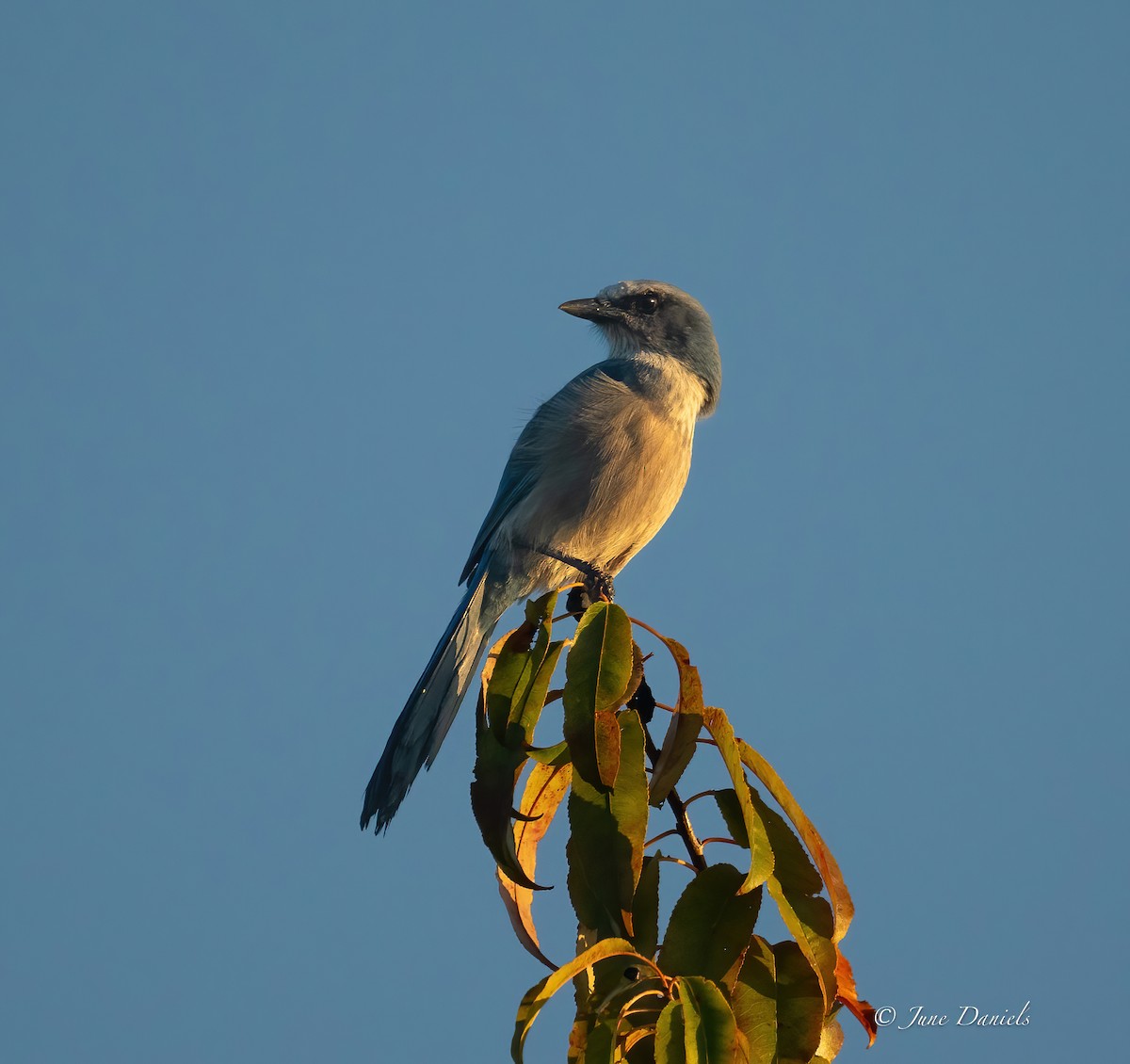 Florida Scrub-Jay - ML641920903