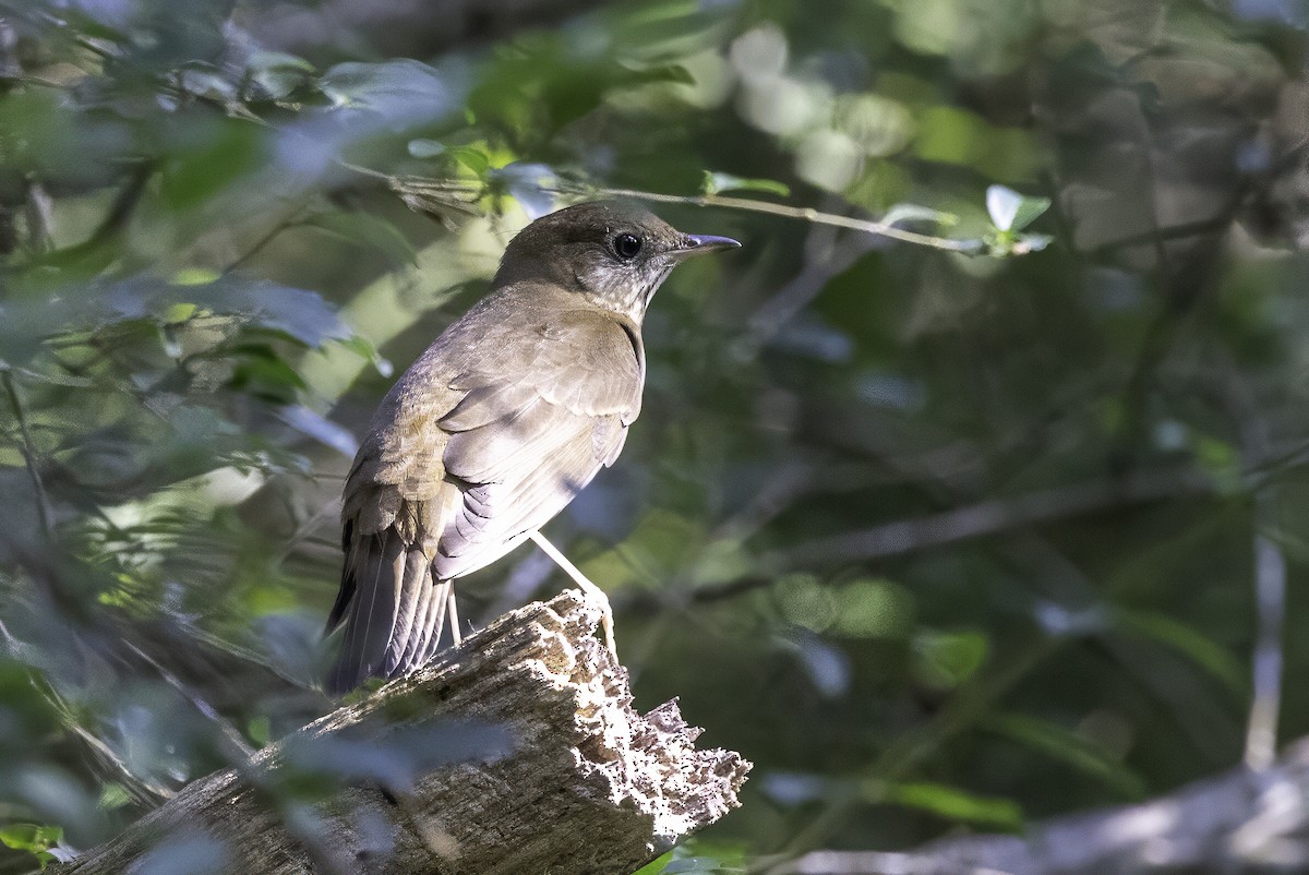 Veery - ML641920906